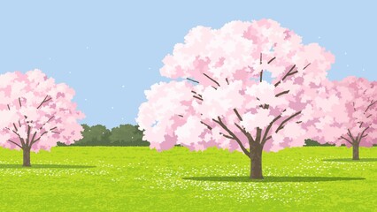 公園の桜 散り始め 背景空