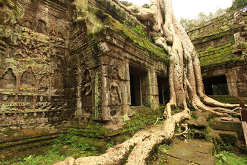 Ruins of Ta Prohm Temple with a tree growing from the temple. Siem Reap, Cambodia 
