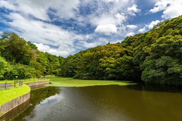Fototapeta premium 蓮ヶ池史跡公園 宮崎県宮崎市