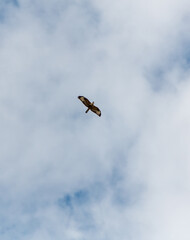 A bird is flying in the sky above a blue and white cloudless sky