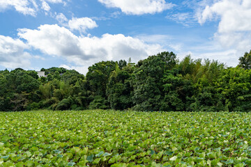 蓮ヶ池史跡公園 宮崎県宮崎市