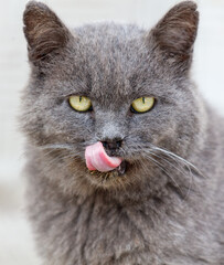 A gray cat with yellow eyes is licking its face