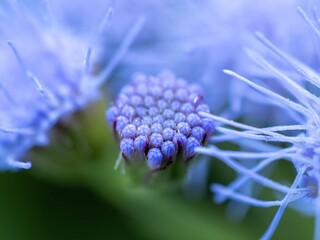 秋の湿原に佇むユーパトリウム・セレスチナム（セイヨウフジバカマ）のつぼみ