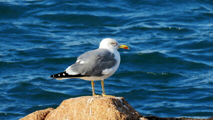 seagull perched in front of the blue sea