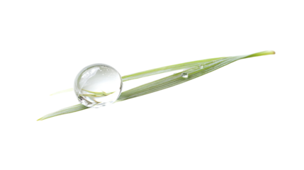 wet grass on a transparent background