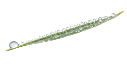 wet grass on a transparent background