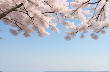 Obraz premium Beautiful Cherry Blossoms Isolated on White Background Generative AI illustration