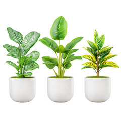 Fototapeta premium Minimalist Three-Piece Potted Plant Collection on White Background