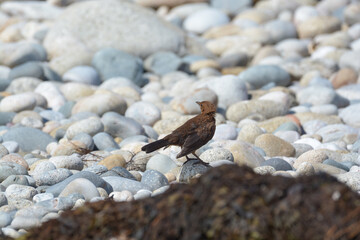 Oiseau dans les galets