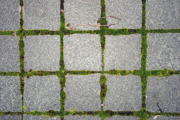 Square gray tiles with green moss on the sidewalk outdoors