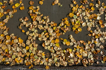 Fototapeta premium Fallen autumn yellow birch tree leaves in puddle on ground