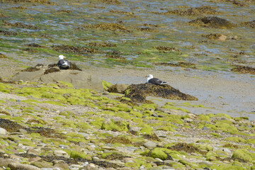 Fototapeta premium Goéland argenté - Bretagne - France