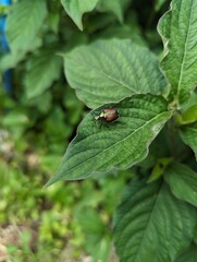 beetle on a leaf