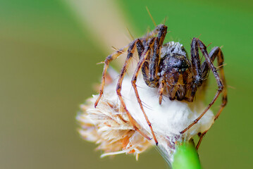 closeup of a spider on top of a flower on a natural green background