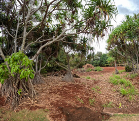In the Botanical garden in Kauai, Hawaii