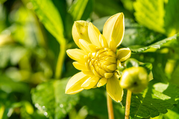 gelbe Dahlienblüte © Blende8