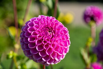 schöne Pompon Dahlie