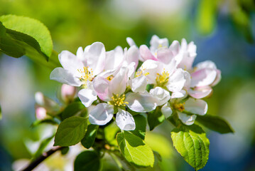 appletree blossom branch in the garden in spring
