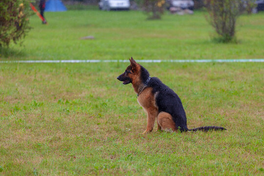 Service dog competition in the rain