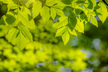 Green nature background with green leaves
