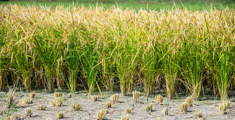 Japanese "genmai" rice field during harvesting 