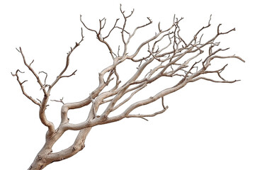 Obraz premium A close-up view of a dry tree branch, showcasing intricate details and a natural, rustic appearance for artistic or design use.