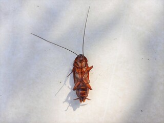 dead cockroaches upside down on the floor