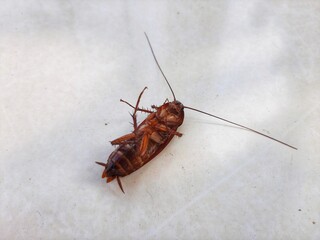 dead cockroaches upside down on the floor