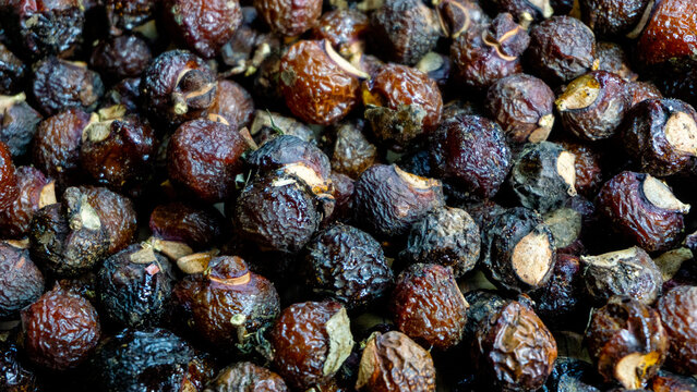 Sapindus rarak (Sapindus mukorossi, rerek, lamuran, Lerak). This fruit is made into a washing agent, a cleaner for various kitchen utensils, and soap.