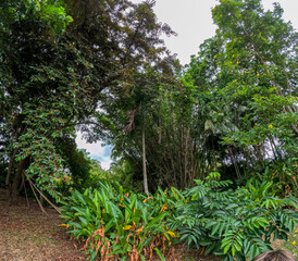 In the Botanical garden in Kauai, Hawaii