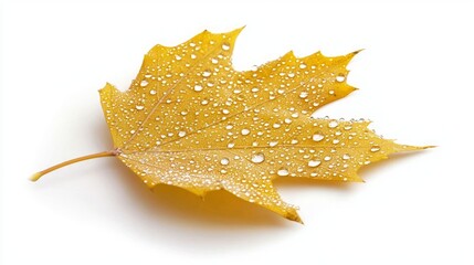 Fototapeta premium Tranquil Beauty of a Golden Maple Leaf with Dew Drops on White Background