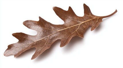 Fototapeta premium Crisp Fallen Oak Leaf with Rich Brown Color and Detailed Texture on White Background
