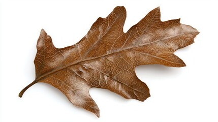 Fototapeta premium Tranquil Beauty of Fallen Oak Leaf - Close-Up Detailed Texture with Rich Brown Color on White Background