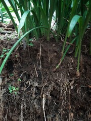 underground grassroots in the soil, grass with underground roots and soil