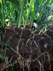 underground grassroots in the soil, grass with underground roots and soil