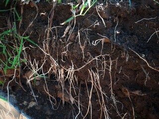 underground grassroots in the soil, grass with underground roots and soil