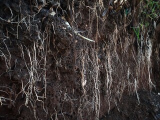 underground grassroots in the soil, grass with underground roots and soil