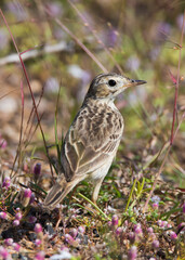 Paddyfield pipit bird standing near grassland - a small bird