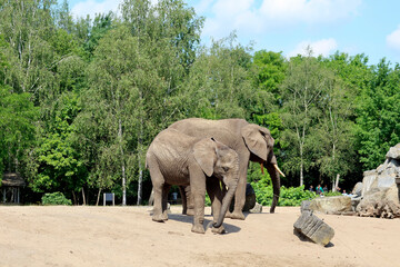 Beekse Bergen Olanda
