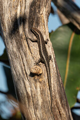 Buchanan's snake-eyed skink Cryptoblepharus buchananii in Kings Park, Perth 