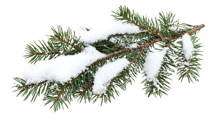 conifer twig with snow on a transparent background