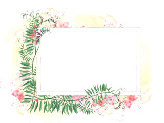 Meadow weed grass Mouse pea. Wildflowers twig template. Climbing plant with pink flowers, buds, green curly leaves on watercolor splashes, spotted background. illustration. Wild herbs isolated clipart