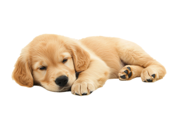 Golden retriever puppy