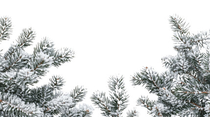 conifer twig with snow on a transparent background