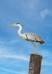 Grey heron standing on a wooden log with blue sky background