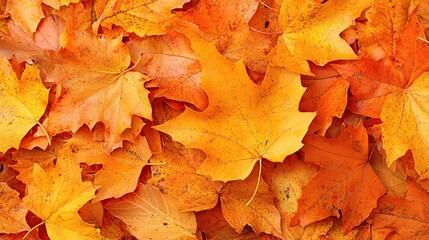 Fototapeta premium A close-up shot of a pile of vibrant orange and yellow maple leaves in autumn.