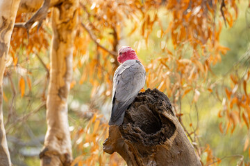 Galah in the woods Eolophus roseicapilla