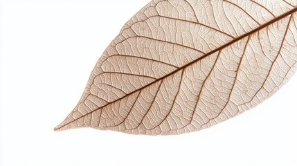Tranquil Beauty of a Detailed Brown Leaf - Close-up Shot on White Background