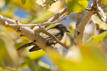 Little bronze cuckoo (Chalcites minutillus) 