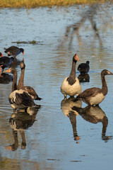 Magpie geese (Anseranas semipalmata) at Marglu Billabong